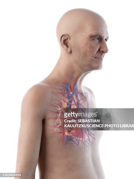 illustration of an old man's heart - cardiovascular system stock illustrations stock illustrations