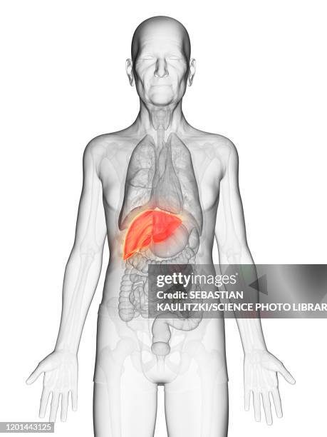 illustrazioni stock, clip art, cartoni animati e icone di tendenza di illustration of an elderly man's liver - mèche