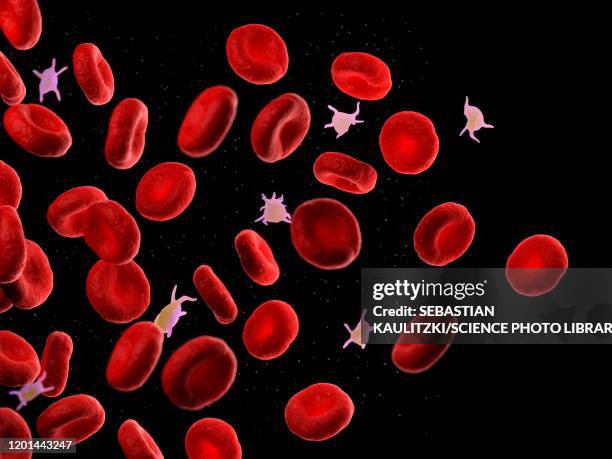 red blood cells and platelets, illustration - platelet stock-grafiken, -clipart, -cartoons und -symbole