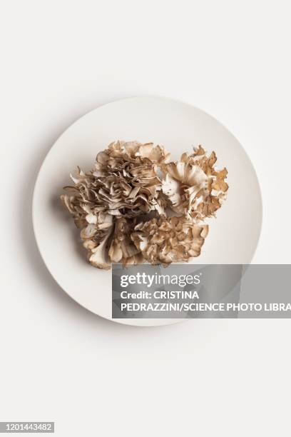 a plate of maitake mushrooms - klapperschwamm stock-fotos und bilder