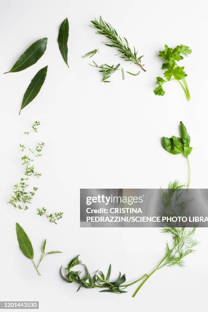 culinary herbs - timjan bildbanksfoton och bilder