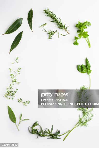 culinary herbs - dragon bildbanksfoton och bilder