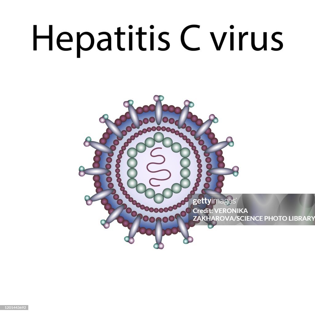 Hcv Pic Hepatitis C Virus Illustration High-Res Vector Graphic - Getty Images
