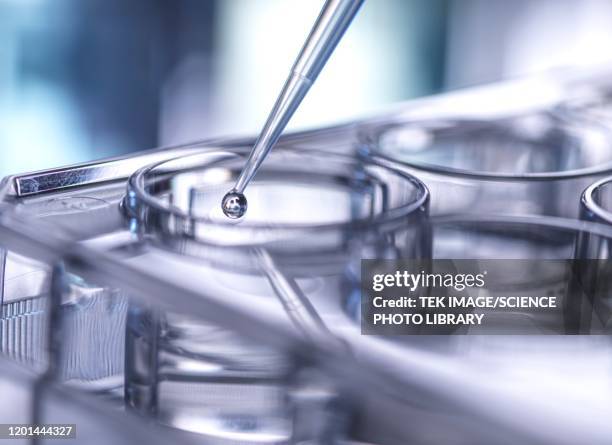 pipetting sample - oncology bildbanksfoton och bilder