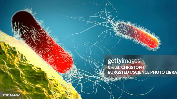 pseudomonas aeruginosa bacteria, illustration - antibiotikaresistent stock-fotos und bilder