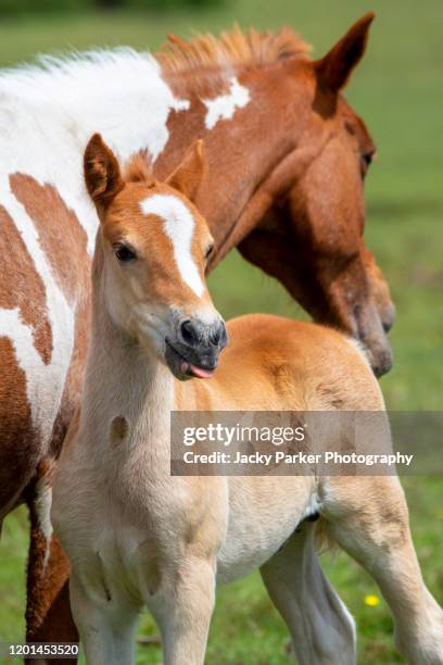 new forest pony and foal enjoying the summer sunshine in the new forest national park, hampshire, england - new forest stock pictures, royalty-free photos & images