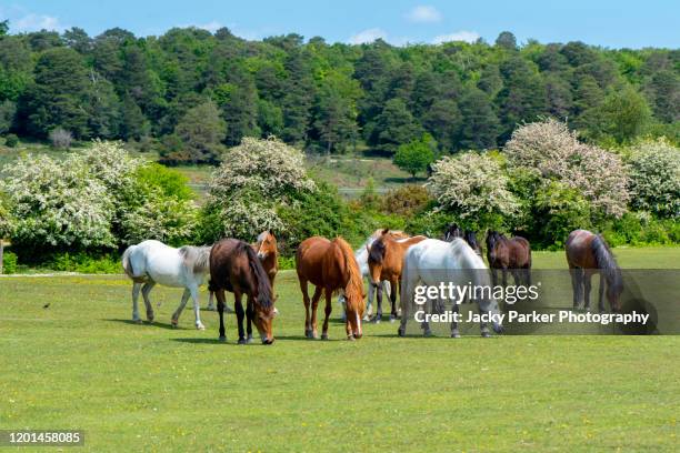 new forest ponies enjoying the summer sunshine in the new forest national park, hampshire, england - new forest hampshire stock pictures, royalty-free photos & images