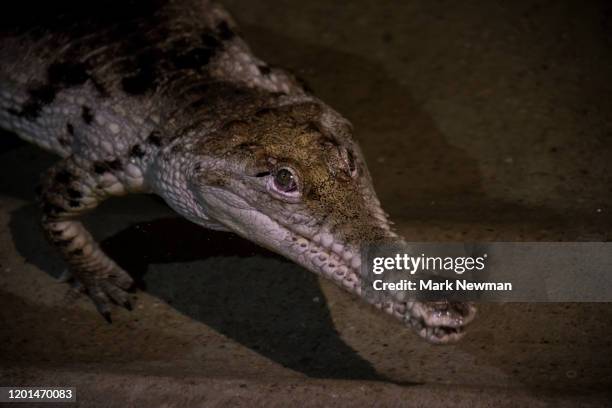 johnston's crocodile - australian freshwater crocodiles stock pictures, royalty-free photos & images