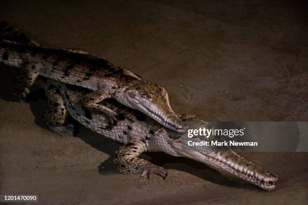johnston's crocodile - australian freshwater crocodiles stock pictures, royalty-free photos & images