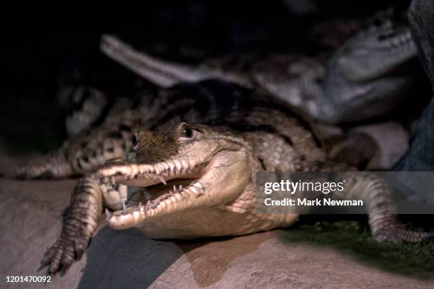 johnston's crocodile - australian freshwater crocodiles stock pictures, royalty-free photos & images