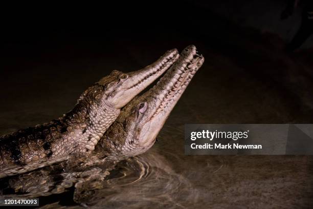 johnston's crocodile - australian freshwater crocodiles stock pictures, royalty-free photos & images