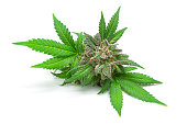 Macro of Medical Marijuana Bud or Hemp Flower with Leaves Isolated on White Background