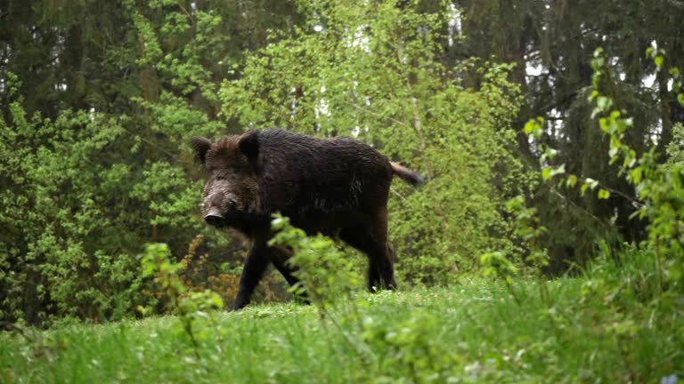 2,704 Wild Boar Videos and HD Footage - Getty Images 2,704 Wild Boar Videos and HD Footage - Getty Images