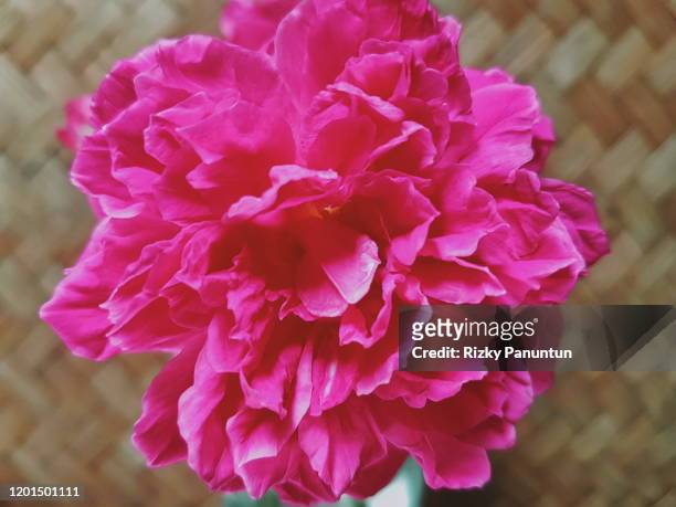 close-up of rose against woven bamboo wall - tulipa fringed beauty stock pictures, royalty-free photos & images
