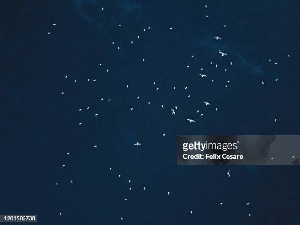 aerial view of a group of sea birds flying against dark blue sea water - a flock of seagulls stock pictures, royalty-free photos & images