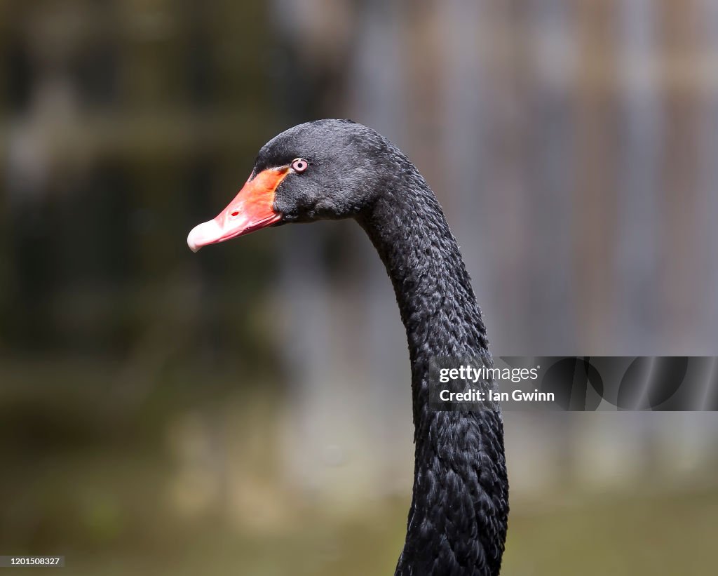 Black Swan