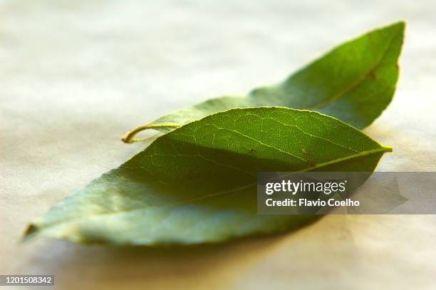 bay leaves - bay leaf stock pictures, royalty-free photos & images
