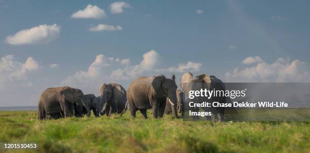 african elephants - mombasa stock pictures, royalty-free photos & images