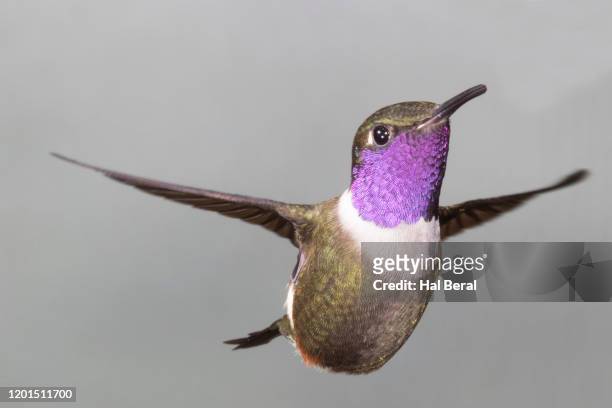 purple-throated mountain-gem hummingbird male flying - purple throated mountain gem stock pictures, royalty-free photos & images