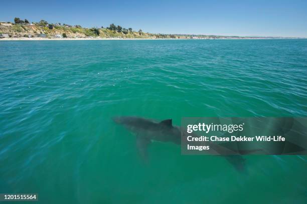 great white shark - tiburón jaquetón fotografías e imágenes de stock