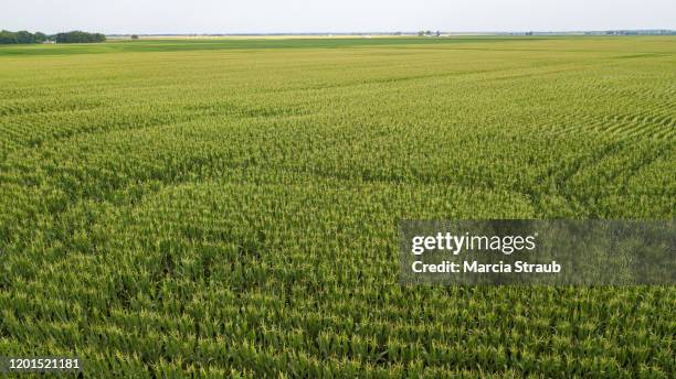 Corn Rows Field Photos and Premium High Res Pictures - Getty Images