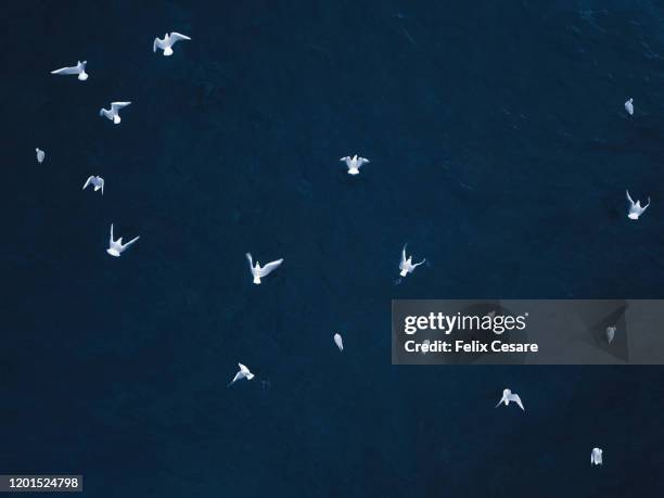 seagulls - seagull sea stock pictures, royalty-free photos & images