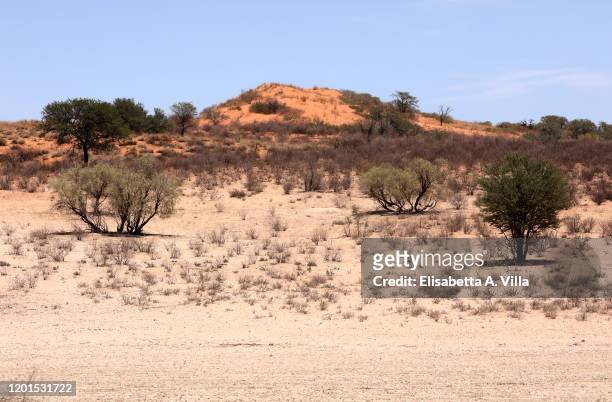 View of the desert on January 02, 2020 in Kalahari Desert, Kgalagadi Transfrontier Park, South Africa.