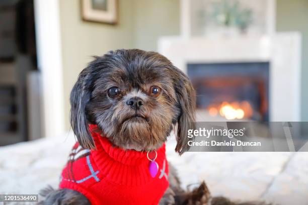 shih tzu on a warm bed - shih tzu stock pictures, royalty-free photos & images