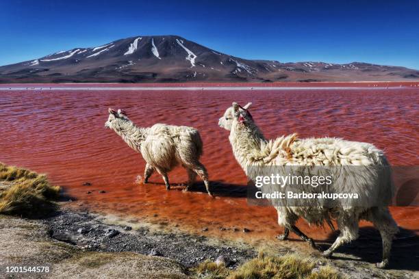 llamas in laguna colorada (red lagoon), bolivia - bolivia stock-fotos und bilder