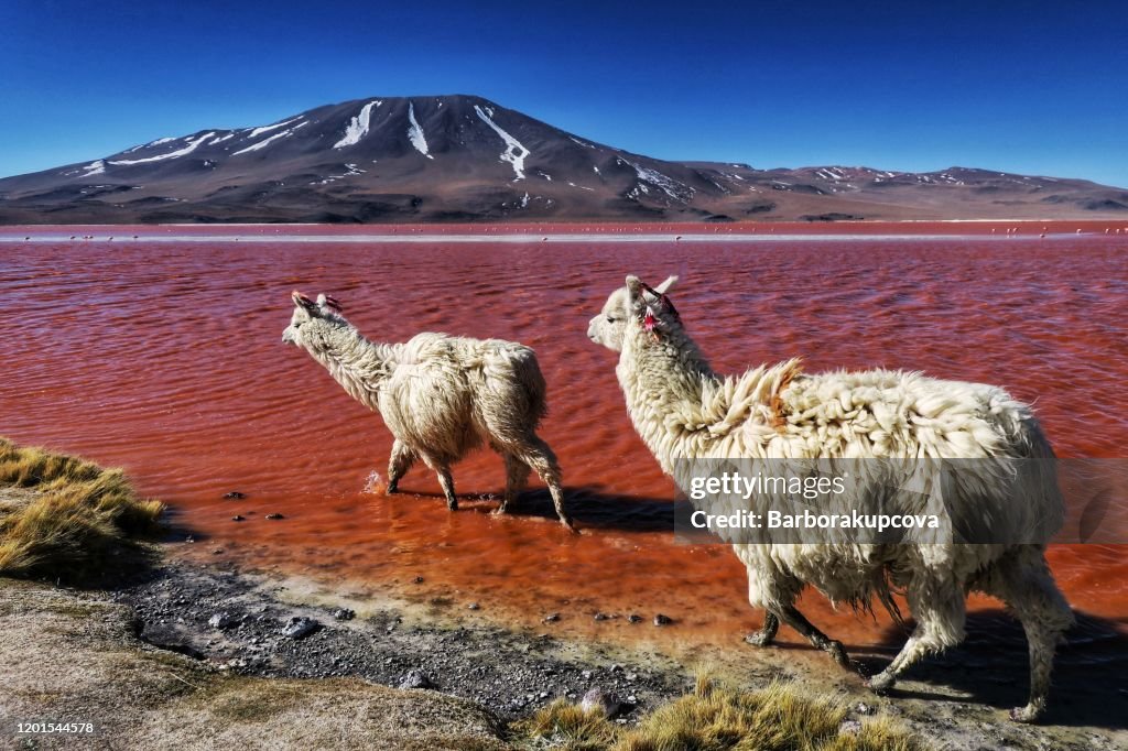 Llamas in Laguna Colorada (Red Lagoon), Bolivia