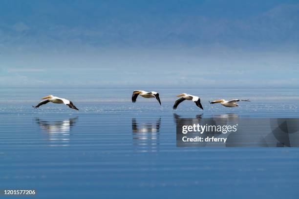 white pelicans in formation over the calm salton sea - pelican stock pictures, royalty-free photos & images