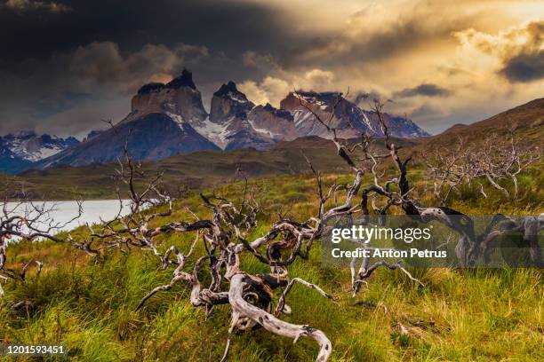 dead forest at sunset in torres del paine, chile - parque nacional de torres del paine fotografías e imágenes de stock