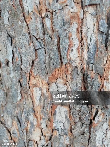 tamarimdus indica tree bark background - 形成層 ストックフォトと画像