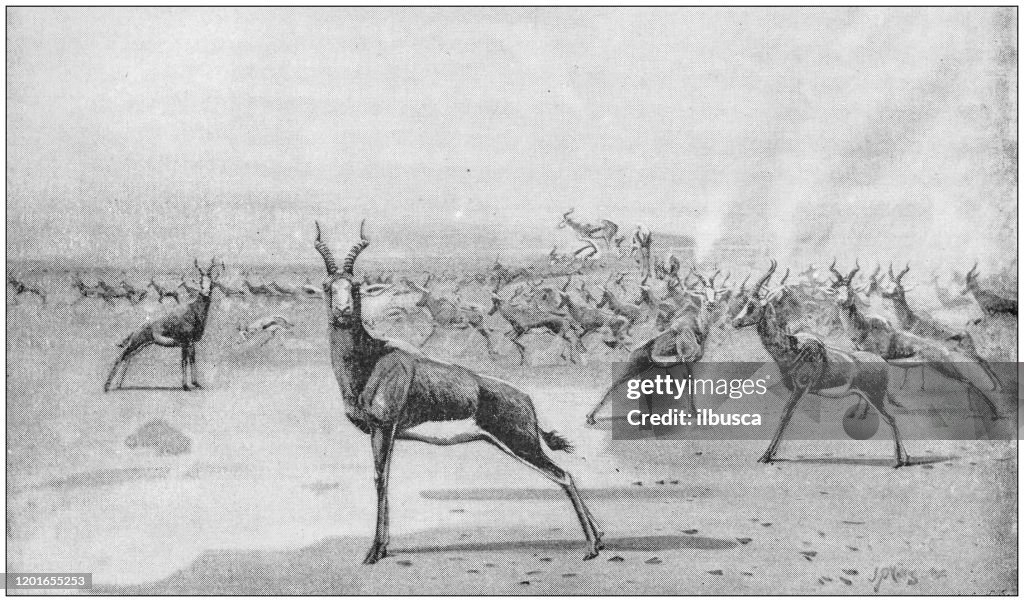 Antique Illustration: Blesbok antelope