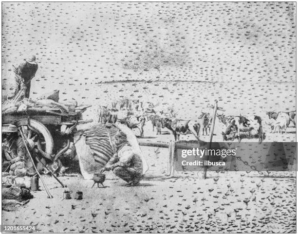 antique illustration: locust storm - locust stock illustrations