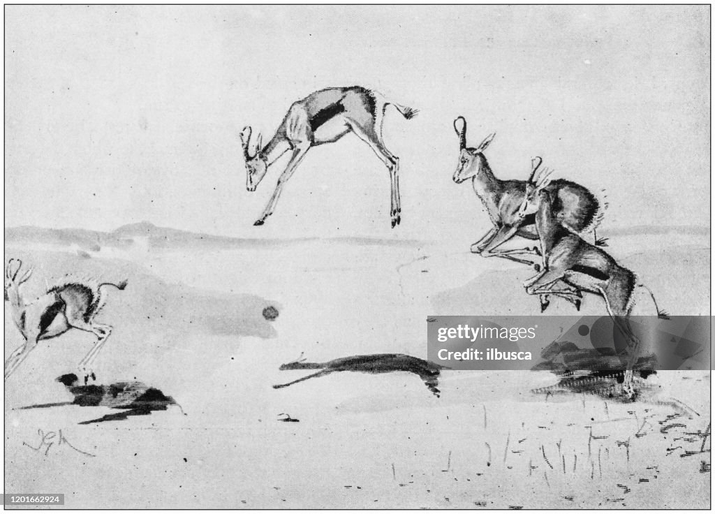 Antique Illustration: Springboks
