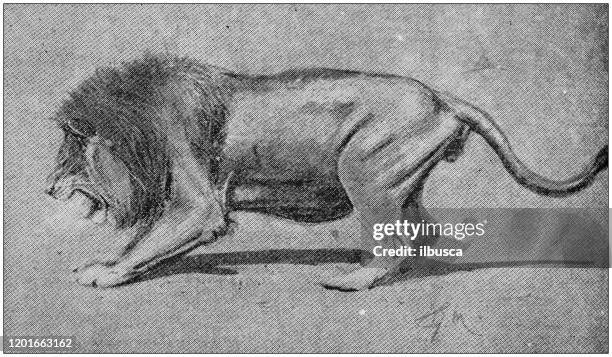 lion-roaring-standing.jpg?s=