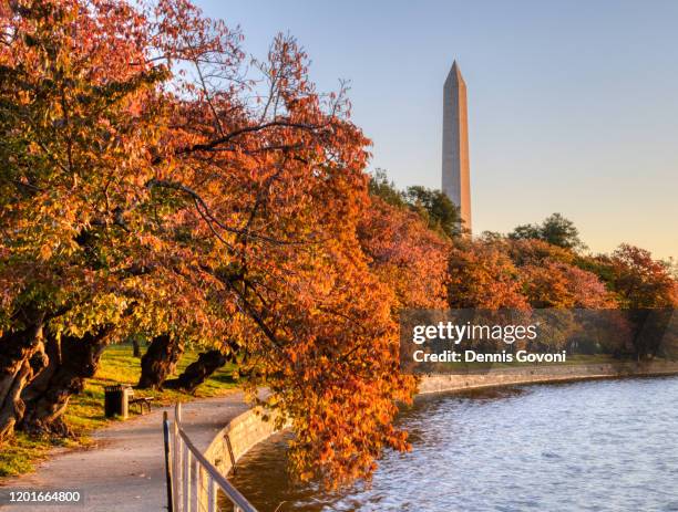 cheery trees in fall - washington dc sunrise stock pictures, royalty-free photos & images