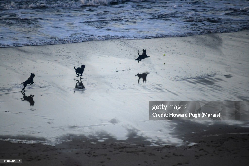 A Dog's Beach