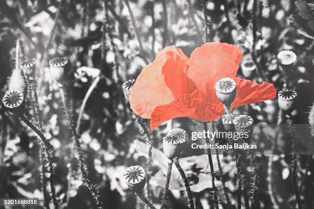 red poppy over black and white field - opium poppy stock pictures, royalty-free photos & images