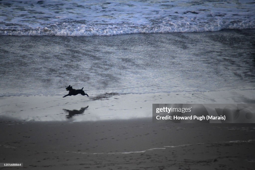 A Dog's Beach