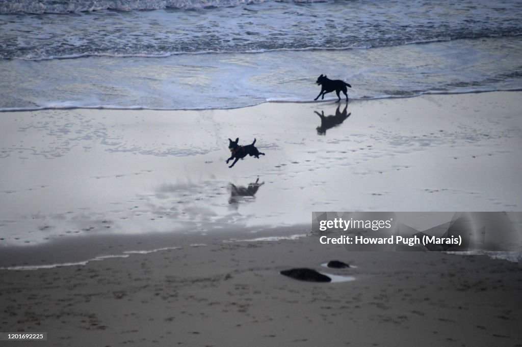 A Dog's Beach