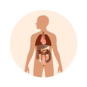 Human body organs vector illustration