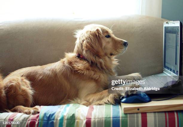 Funny Golden Retriever Photos and Premium High Res Pictures - Getty Images Funny Golden Retriever Photos and Premium High Res Pictures - Getty Images