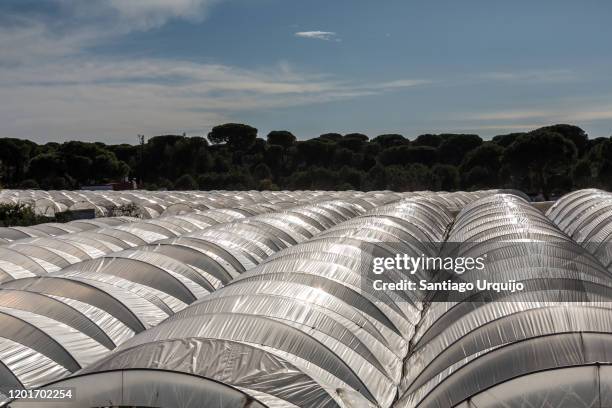 greenhouses around donana national park - nationaal park donana stockfoto's en -beelden