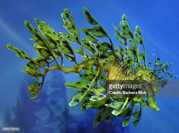 leafy sea dragons at monterey bay aquarium - leafy seadragons fotografías e imágenes de stock