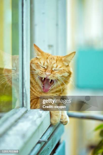ginger cat yawn window balcony summer sunny day. animal theme - meowing stock pictures, royalty-free photos & images
