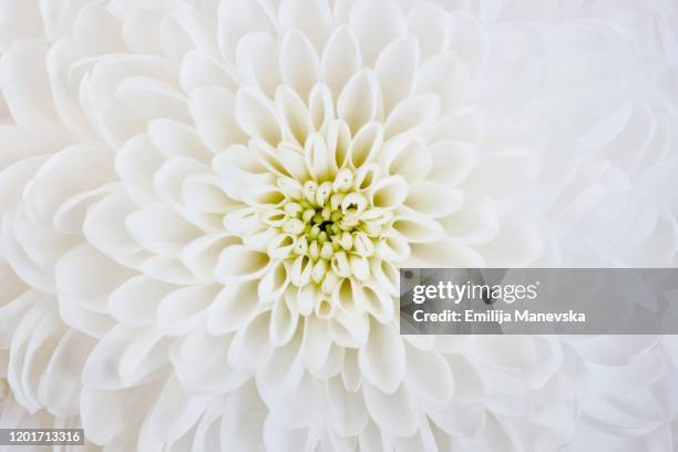 close up of white dahlia flower - chrysanthème photos et images de collection
