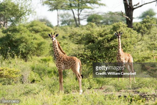 masai giraffe and zebra the selous game reserve, tanzania. - selous game reserve stockfoto's en -beelden