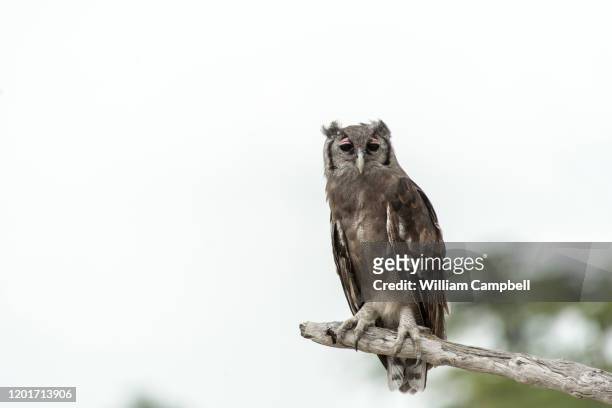 verreaux's eagle-owl in the selous game reserve, tanzania. - selous game reserve stockfoto's en -beelden